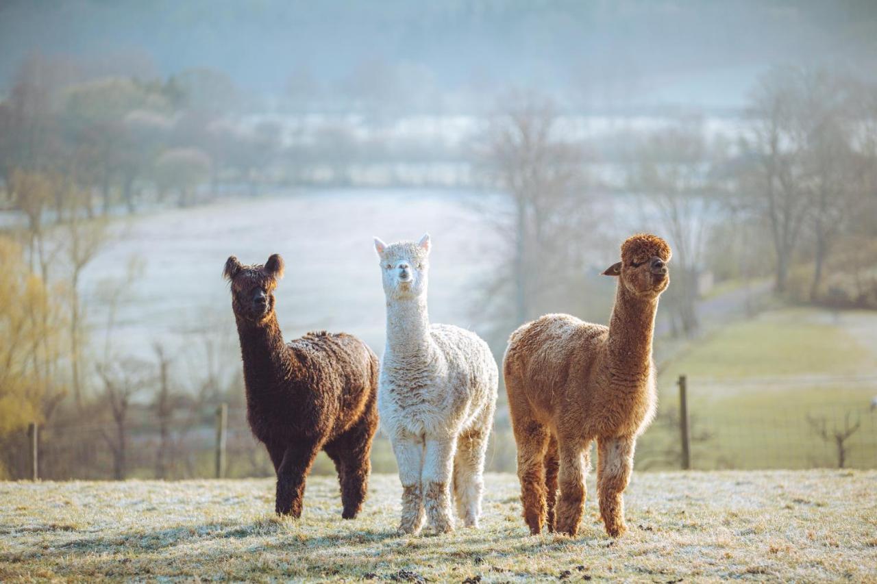 Shabby Shepherds Пенрит Экстерьер фото